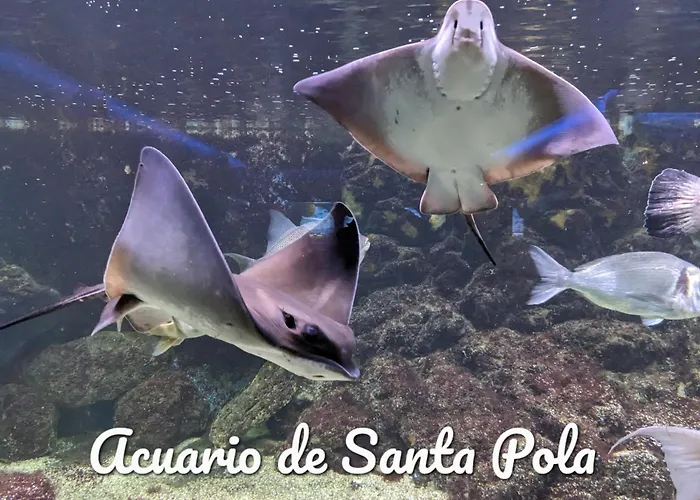 Best Holiday Santa Pola