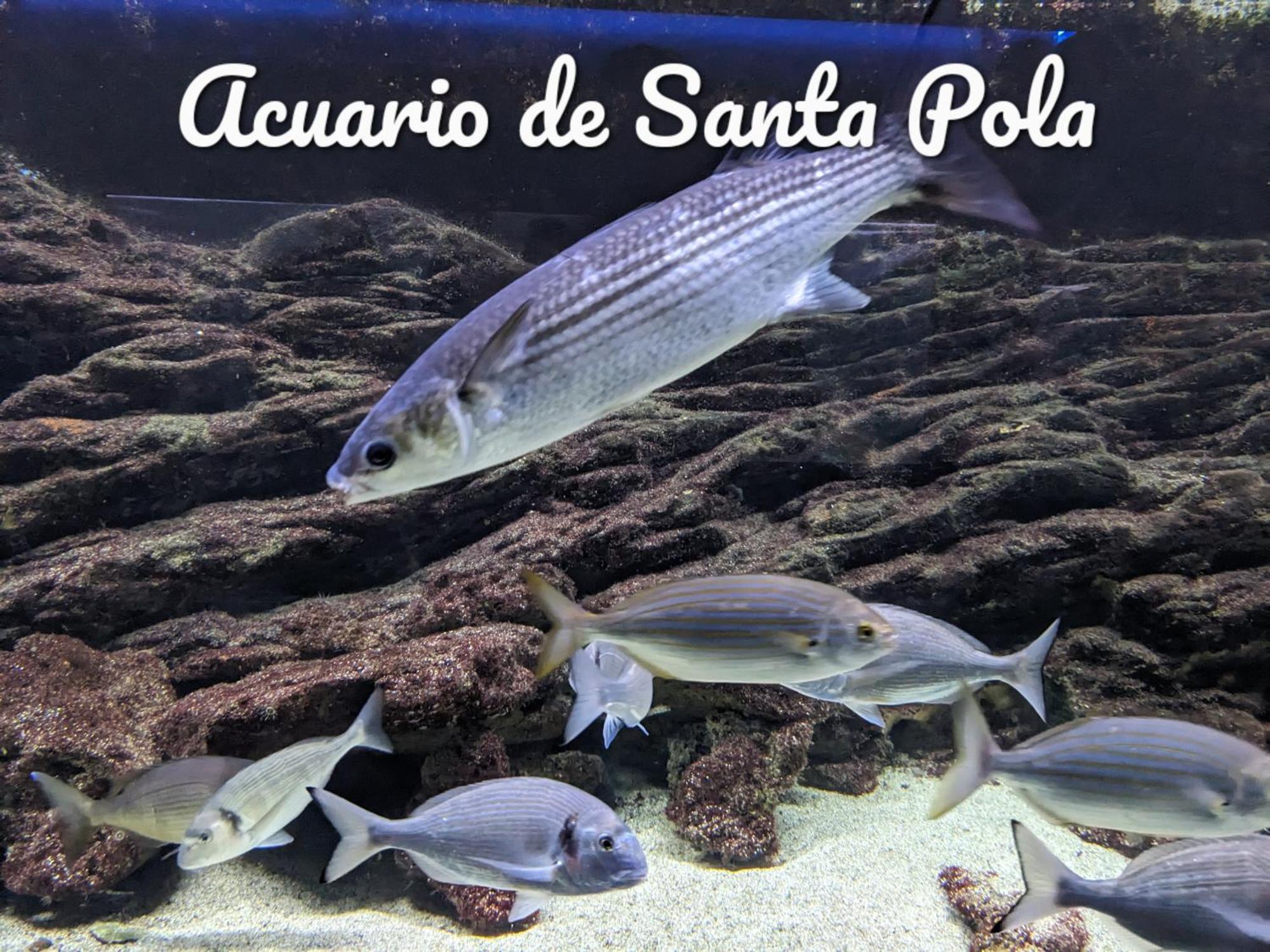 Apartment Best Holiday Santa Pola
