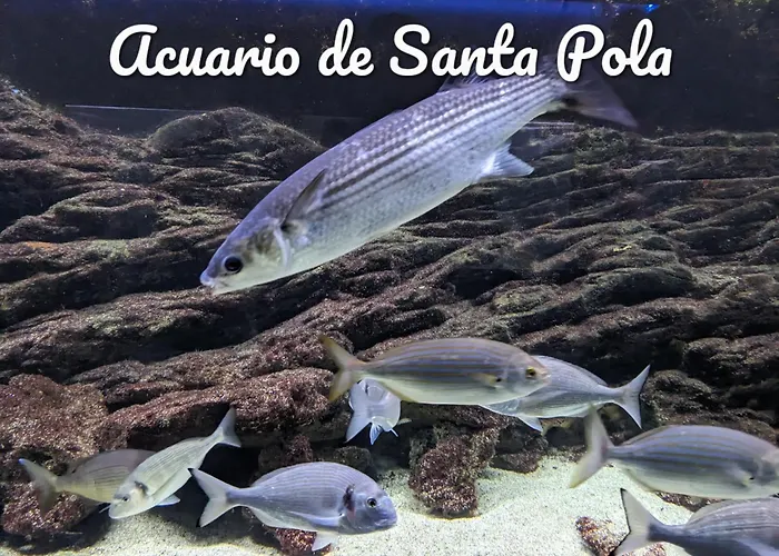 Best Holiday Santa Pola
